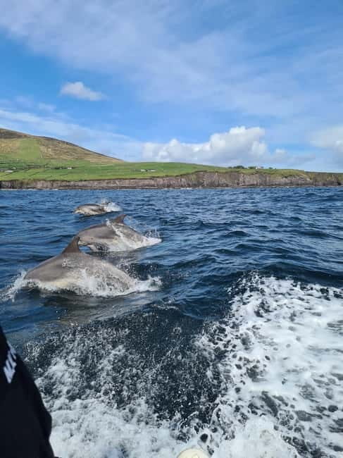 Dingle: Blasket Island Eco Tour with Wildlife Watching - The Itinerary: What You Can Expect