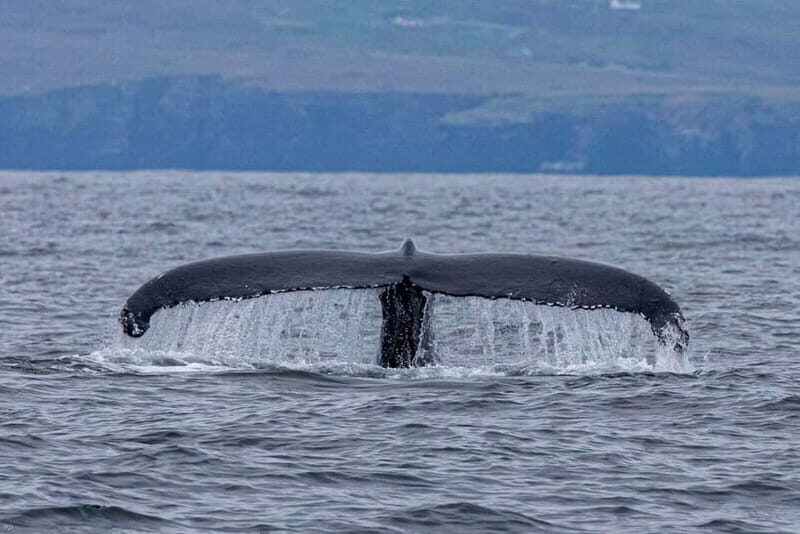 Dingle: Blasket Island Eco Tour with Wildlife Watching - Practical Details: What to Know Before Booking