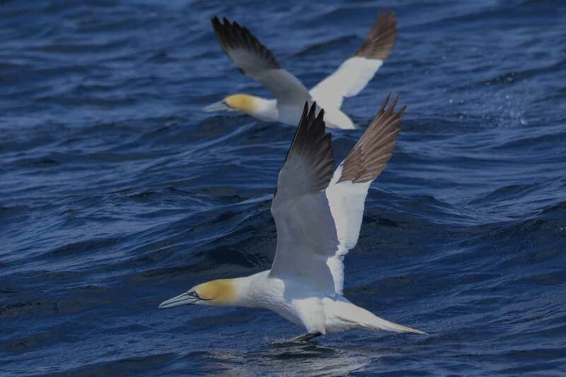 Dingle: Blasket Island Eco Tour with Wildlife Watching - Final Thoughts