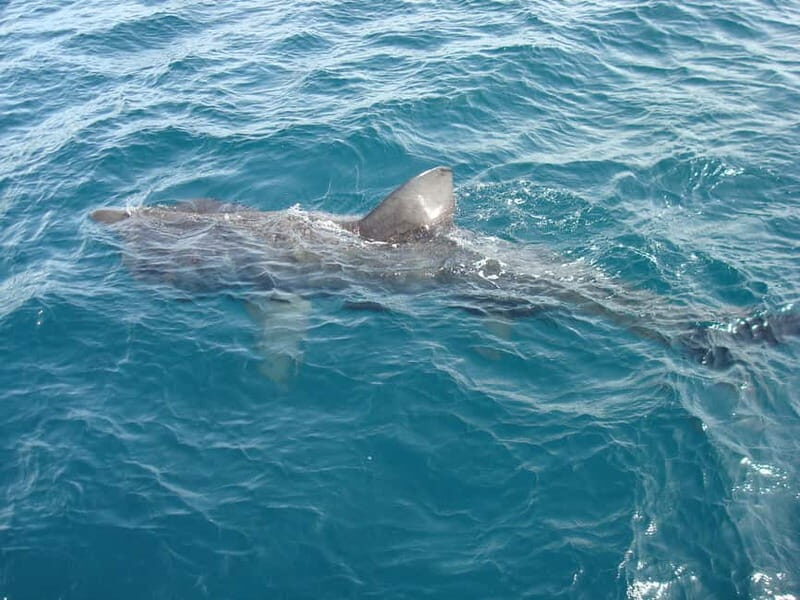 Dingle: Blasket Island Eco Tour with Wildlife Watching - FAQ