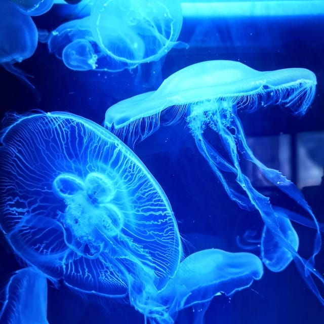 dingle-oceanworld-aquarium-admission-ticket
