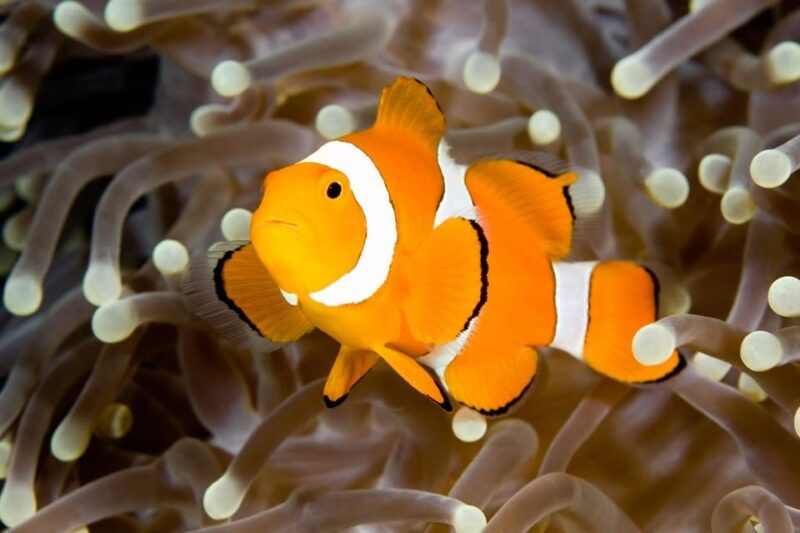 dingle-oceanworld-aquarium-admission-ticket
