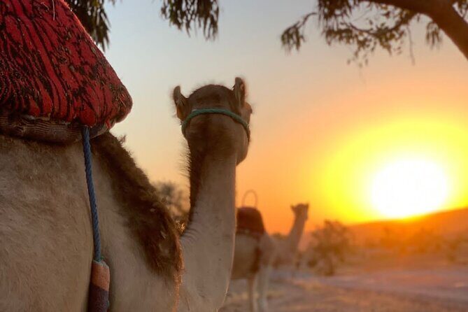 Dinner in Agafay Desert ,Sunset Camel Ride, Fire Show - Authenticity and Guide Experience