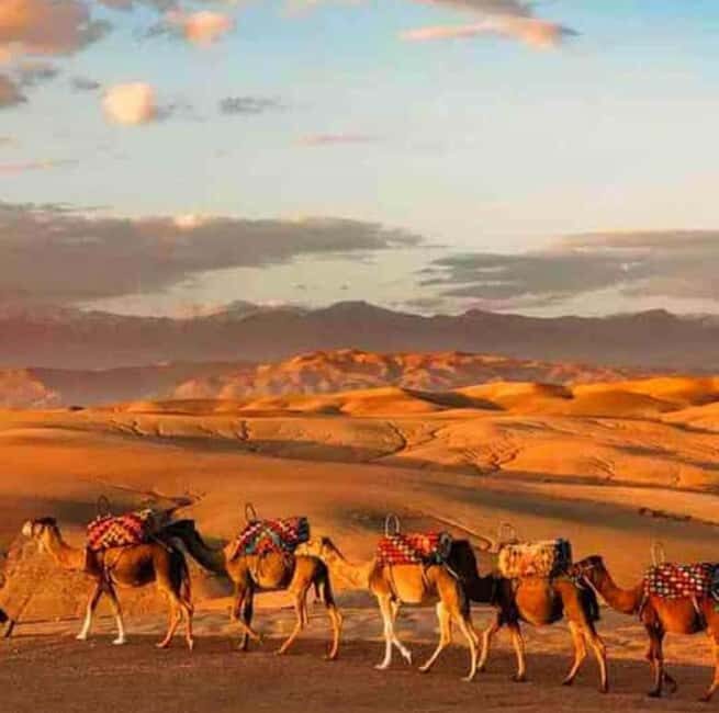 DINNER IN AGAFAY DESERT UNDER THE STARS WITH SHOW AND CAMELS - Key Points