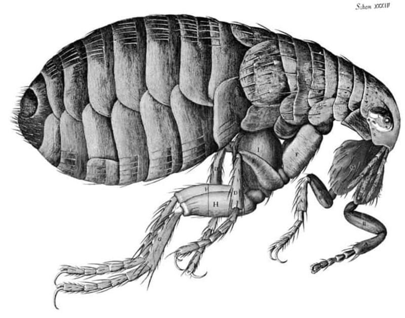 Disastrous London: Plague, Fire, and Revolution - Exploring London’s Dark Past: What You Can Expect
