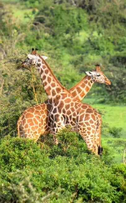 Discover A Best Guide For 1-Day Serengeti Safari From Mwanza - Key Points