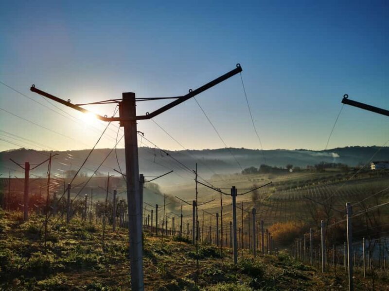 Discover Abruzzo and Castelferrato: Visit Vineyards and Wine Tasting - An In-Depth Look at the Tour Experience