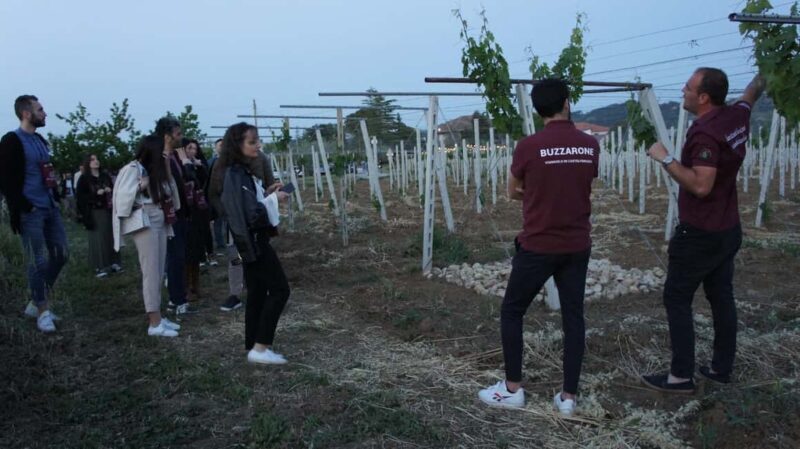 Discover Abruzzo and Castelferrato: Visit Vineyards and Wine Tasting - Why You Should Consider This Tour