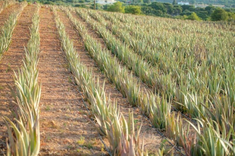 discover-aloe-a-farm-walk-workshop