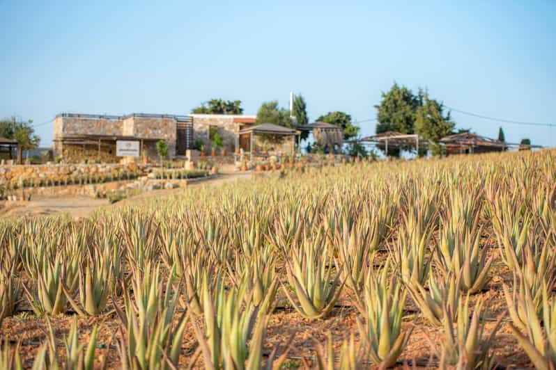 discover-aloe-a-farm-walk-workshop