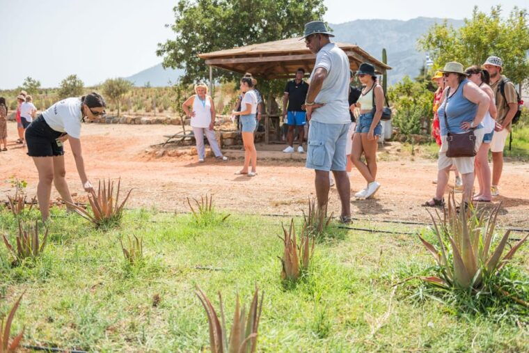 discover-aloe-a-farm-walk-workshop