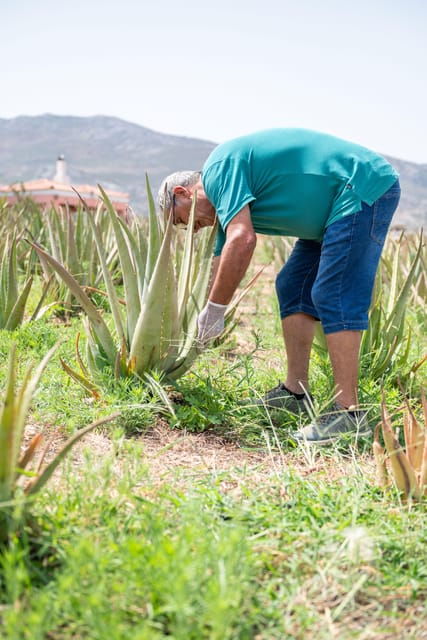 discover-aloe-a-farm-walk-workshop