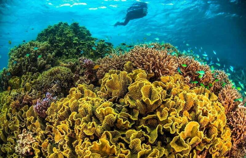 Discover an amazing reefsnorkel tour from Cancun! - An In-Depth Look at the Reef Snorkel Experience