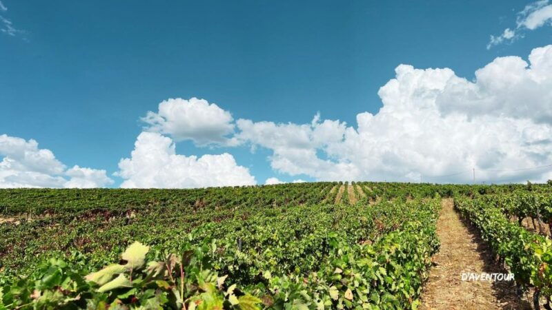 discover-authentic-douro-with-daventour