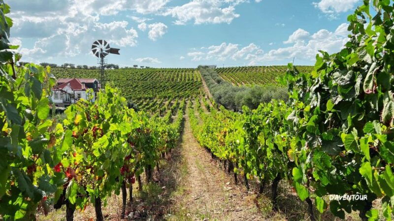 discover-authentic-douro-with-daventour