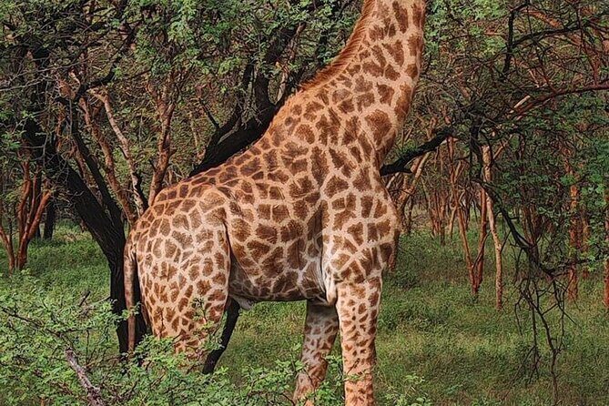 Discover Bandia Safari and The Lagoon of Somone - Pricing and Value