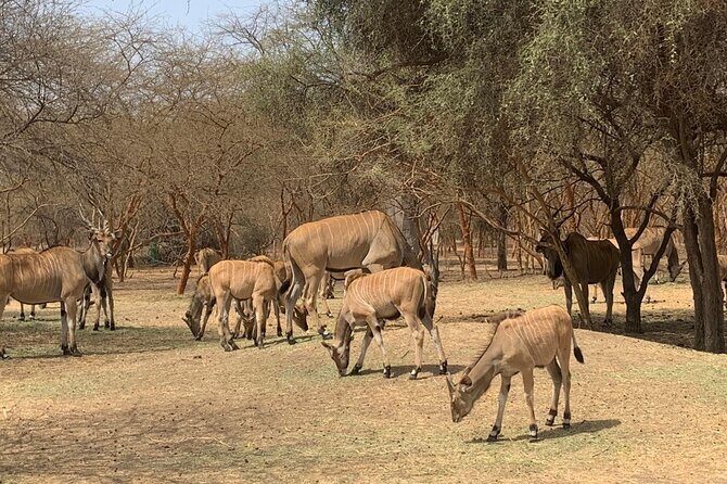 Discover Bandia Safari and The Lagoon of Somone - Who Should Consider This Tour?
