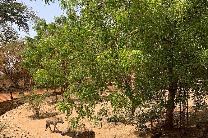 Discover Bandia Safari and The Lagoon of Somone - The Sum Up