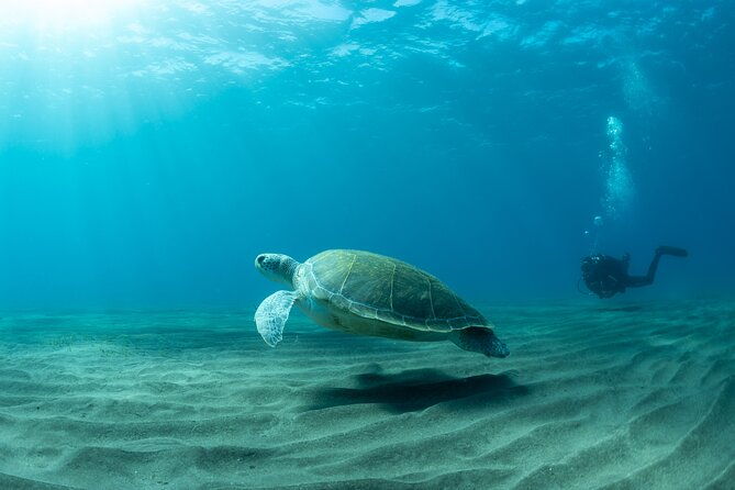 discover-beginner-diving-in-tenerife
