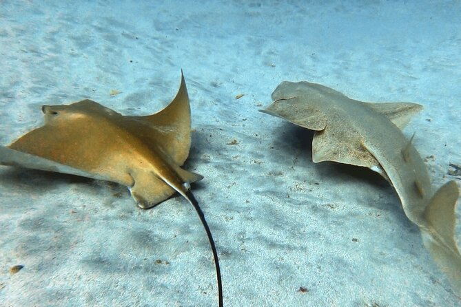 discover-beginner-diving-in-tenerife
