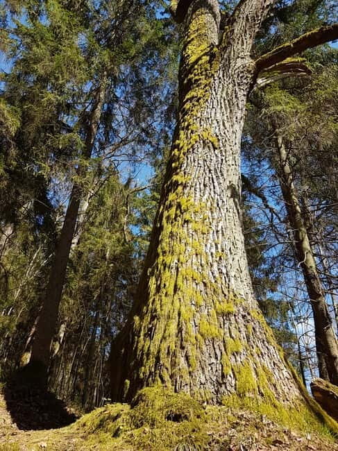 Discover Best of Sigulda and Gauja National Park In One Day - FAQ