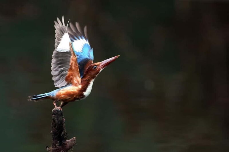 Discover Birding heaven at Sultanpur in a day from Delhi - An Introduction to Sultanpur Bird Sanctuary