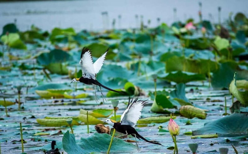 Discover Birding heaven at Sultanpur in a day from Delhi - Practical Details and Value