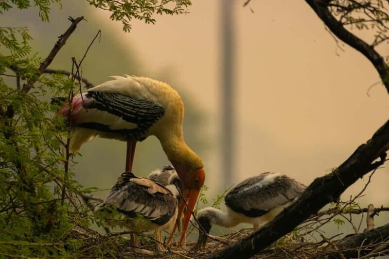 Discover Birding heaven at Sultanpur in a day from Delhi - Frequently Asked Questions
