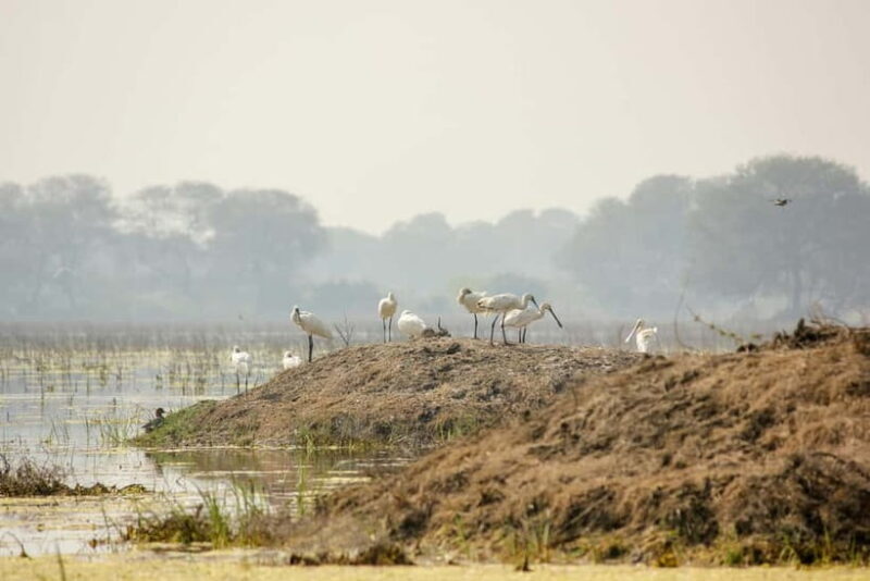 Discover Birding heaven at Sultanpur in a day from Delhi - Final Words