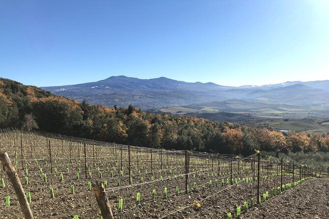 discover-brunello-wines-with-diwine-experience