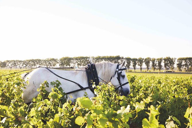 discover-burgundy