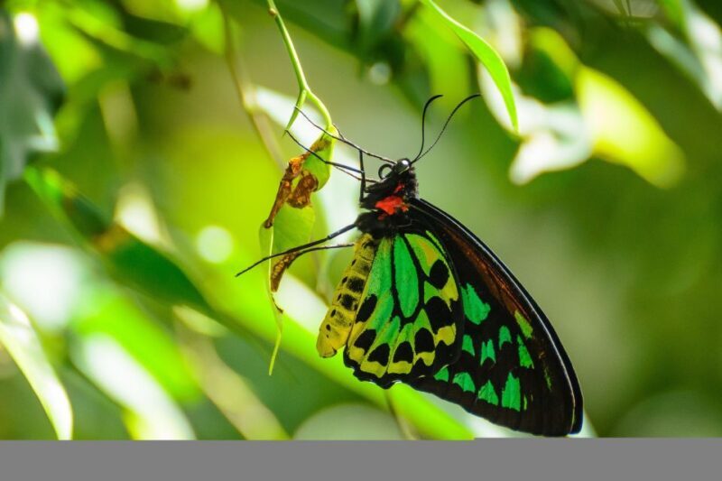 Discover Cairns: Cairns River Cruise & City Sights Tour - FAQ