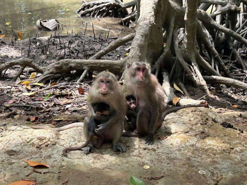 discover-can-gio-mangrove-forest-monkey-island-1-day-tour