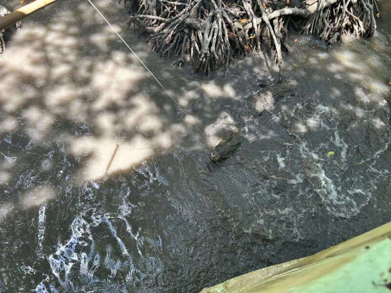 discover-can-gio-mangrove-forest-monkey-island-1-day-tour