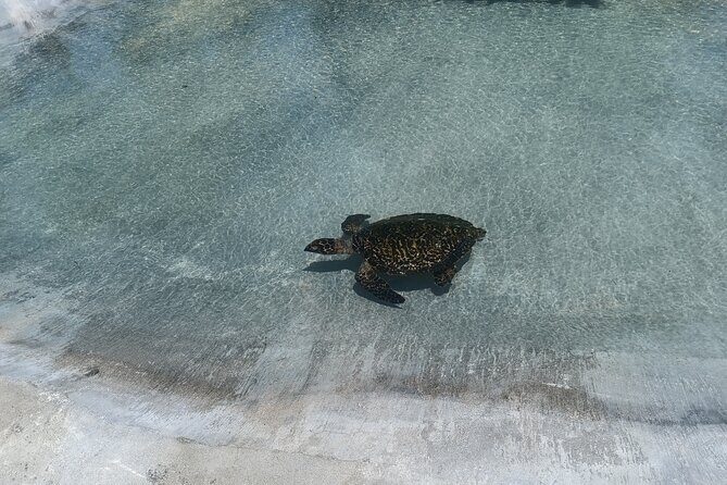 Discover Cascades & Turtle Experience with Yumi Tours - The Sum Up