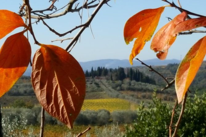 discover-chianti-through-its-wines