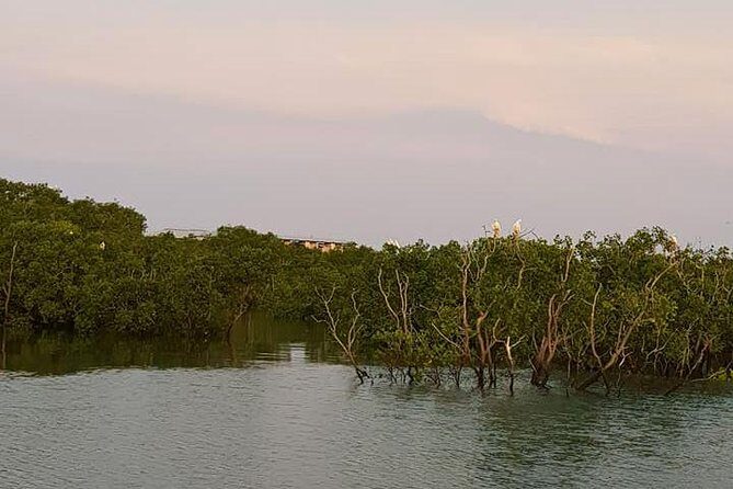 Discover Darwin Harbour 1 hour Darwin Harbour Cruise - The Review: Authentic Insights and Guest Experiences