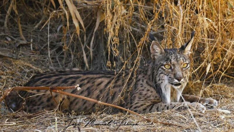 discover-donana-iberian-lynx-premium-nature-tour