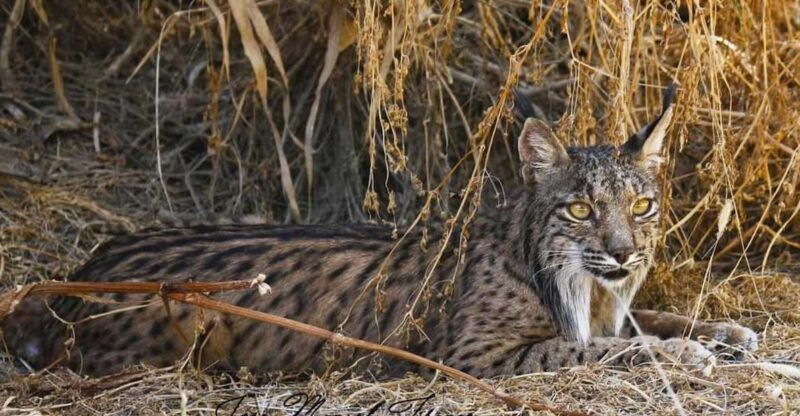 discover-donana-iberian-lynx-premium-nature-tour