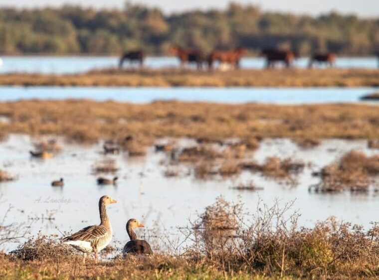 discover-donana-iberian-lynx-premium-nature-tour