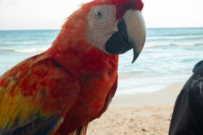 discover-dune-buggy-rd