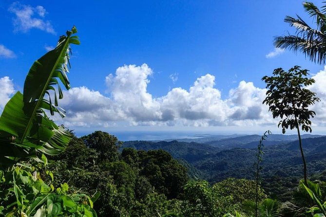 discover-el-yunque-national-park-half-day-rainforest-tour