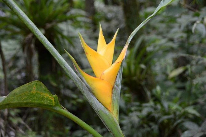 discover-el-yunque-national-park-half-day-rainforest-tour