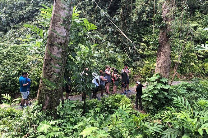 discover-el-yunque-national-park-half-day-rainforest-tour