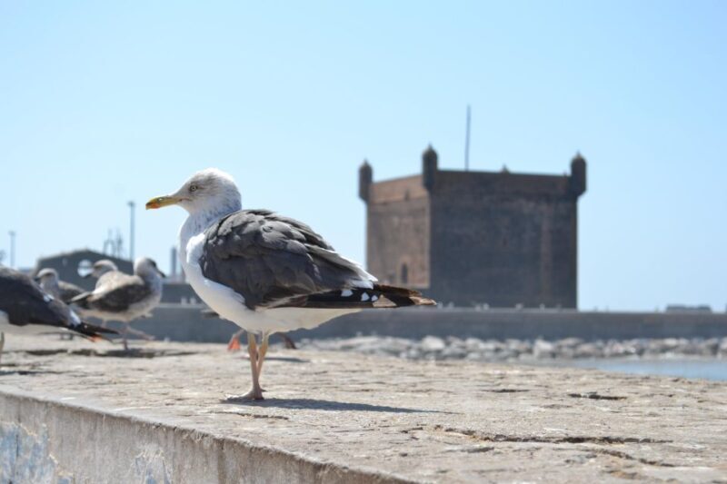 Discover Essaouira: A Day Tour from Marrakech - Key Points