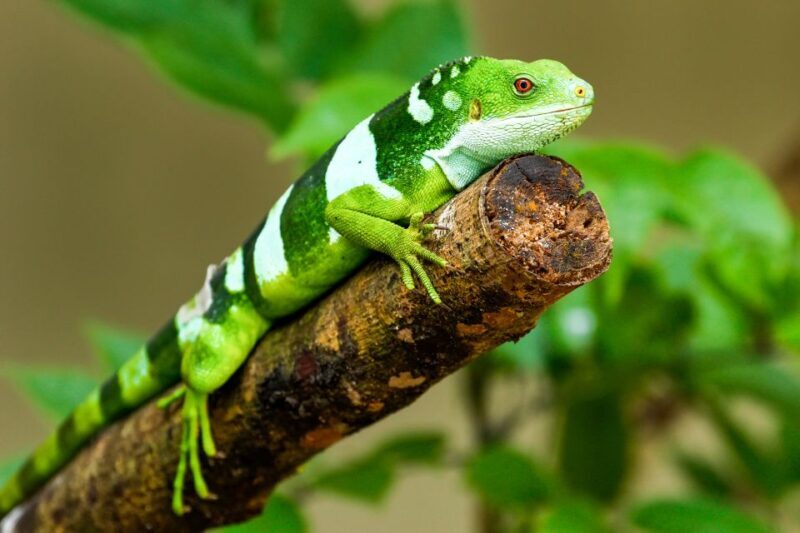 Discover Fijian Culture and Reptiles - FAQ