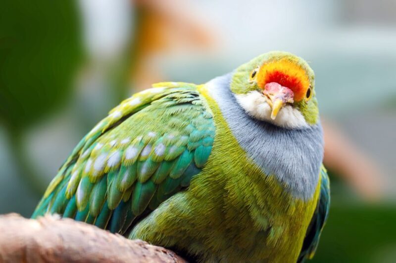 Discover Fijian Culture and Reptiles - A Deep Dive into the Experience