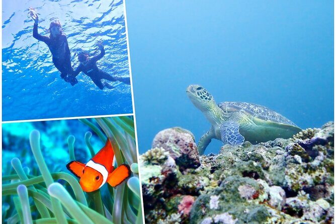 Discover Ishigaki's Hidden Treasures Snorkeling Tour at BlueCave - The Itinerary and What to Expect