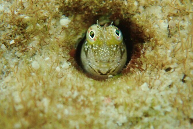 Discover Ishigaki's Hidden Treasures Snorkeling Tour at BlueCave - Practical Details and Why They Matter