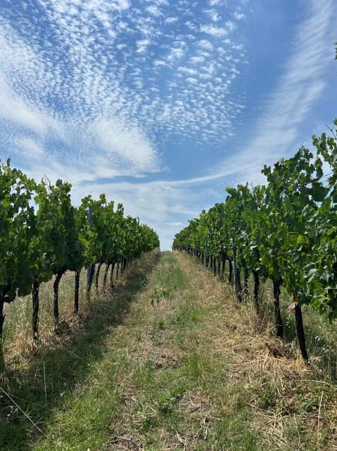 discover-italian-wines-exclusive-tasting-at-tenuta-la-viola